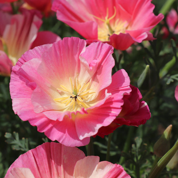 California Poppy Rose Chiffon
