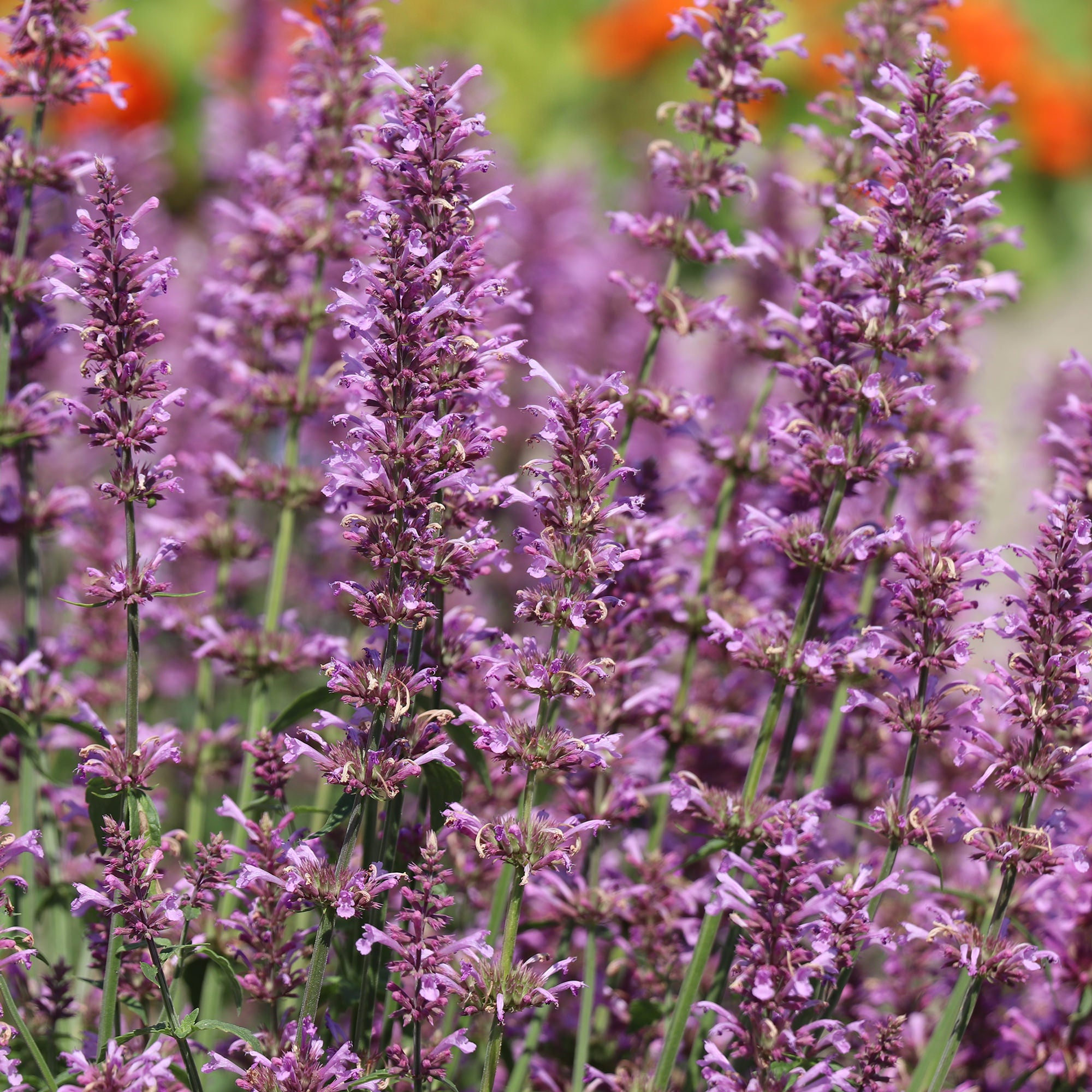 mint rose seeds Agastache pallidiflora 'Rose Mint'