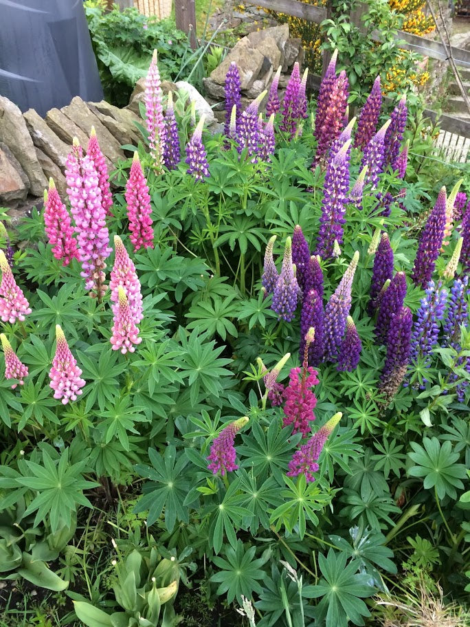 Welche Blumen lassen sich am einfachsten aus Samen züchten?