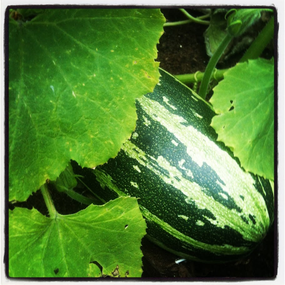 Squashes and Courgettes Step by Step