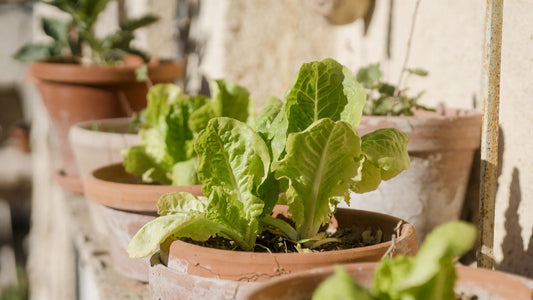 What seeds not to grow in June in Mediterranean climates