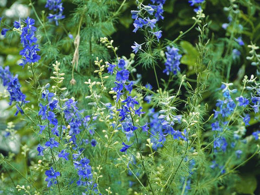 Delphinium or Larkspur?