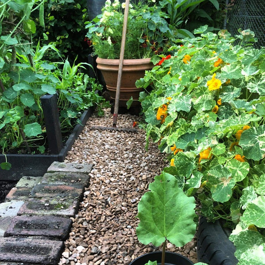 Direct Sowing Vegetables and Flowers