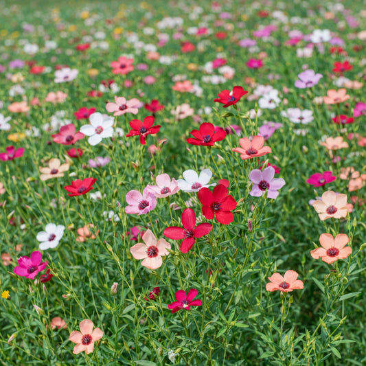 Gardening Through a European Heatwave: How to Protect Your Garden and Plan Ahead