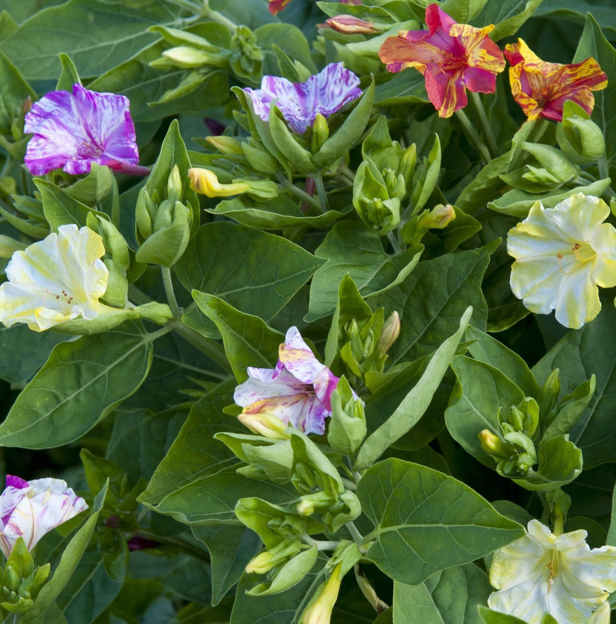 My Balcony's Star Performer: The Mirabilis Jalapa Story