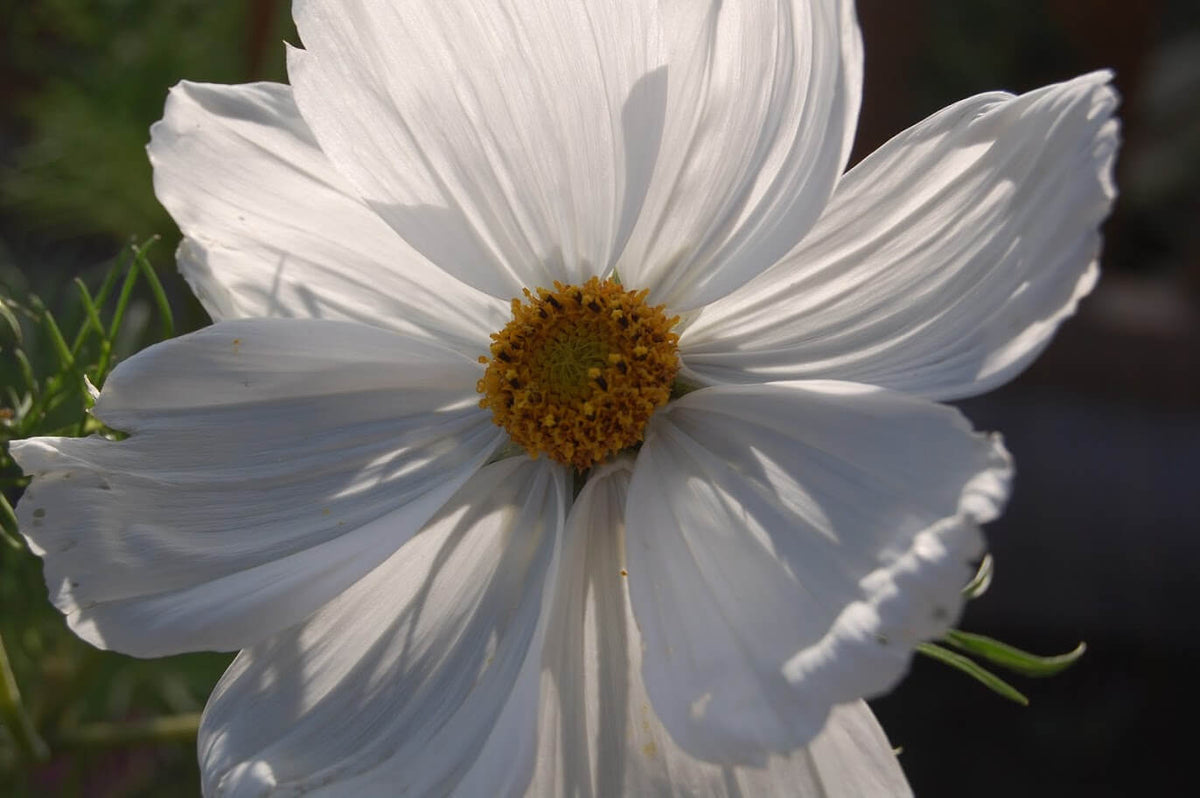 Sowing Flowers