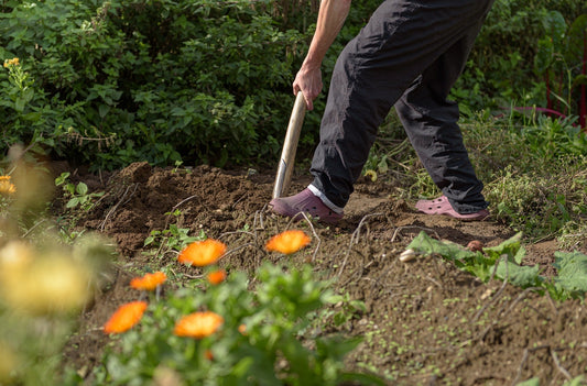 What to sow in October: Flowers + Vegetables for the European gardener