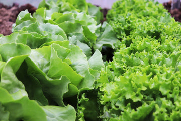Succession Sowing: How to Have Fresh Salad Leaves All Winter