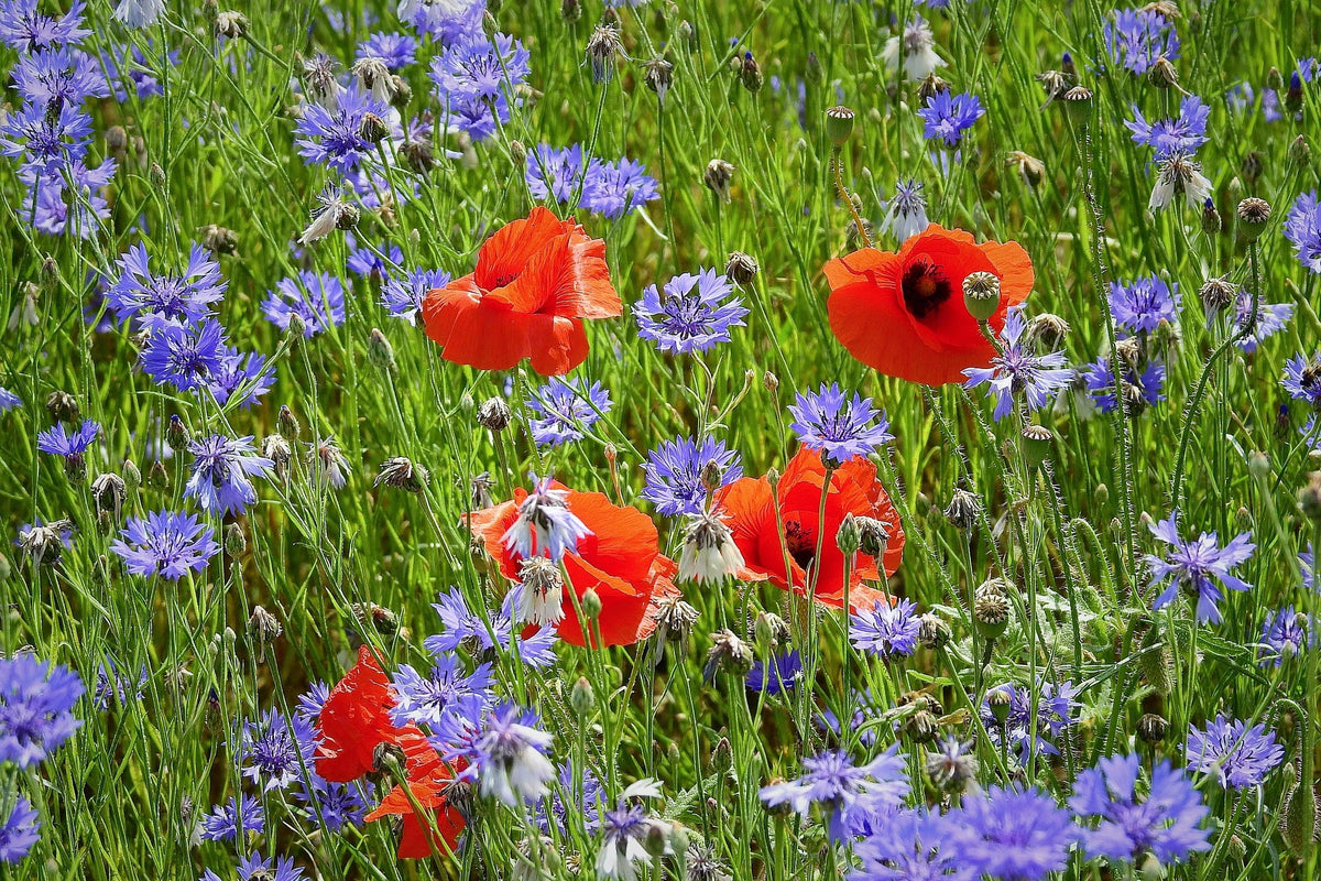 What Seeds to Sow in October: Mediterranean Climates