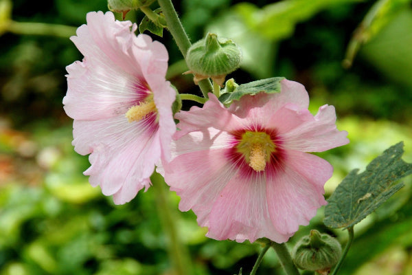 Malva-rosa