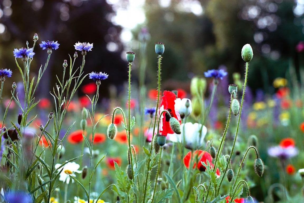What Seeds to Sow in October: Temperate European Climates
