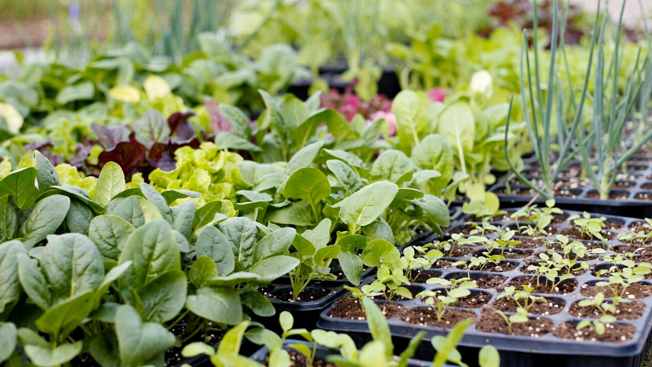 Vegetable Seeds to Sow Now in Temperate Europe for Autumn & Winter Harvests