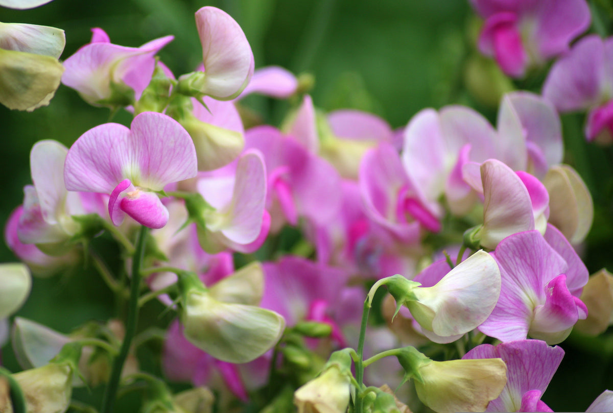 What Seeds to Sow in October: Northern Europe