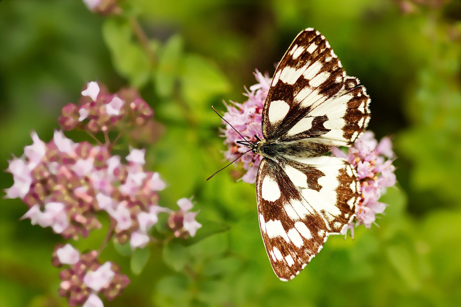 Seeds for Bees & Butterflies