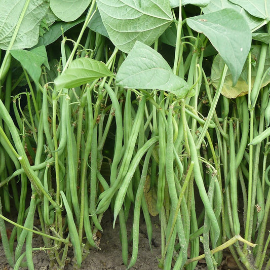Beans for balcony growing