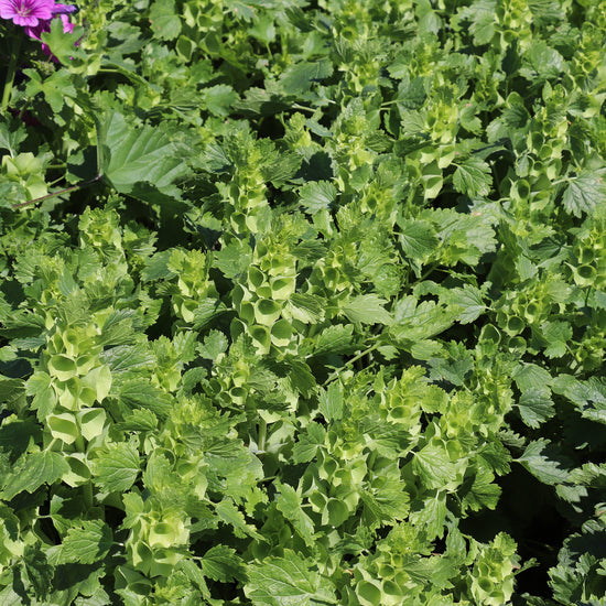 Bells of Ireland Seed