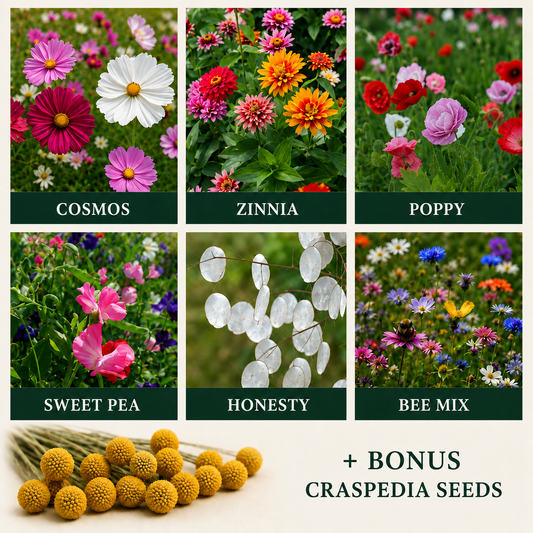 Best selling seeds with bonus craspedia