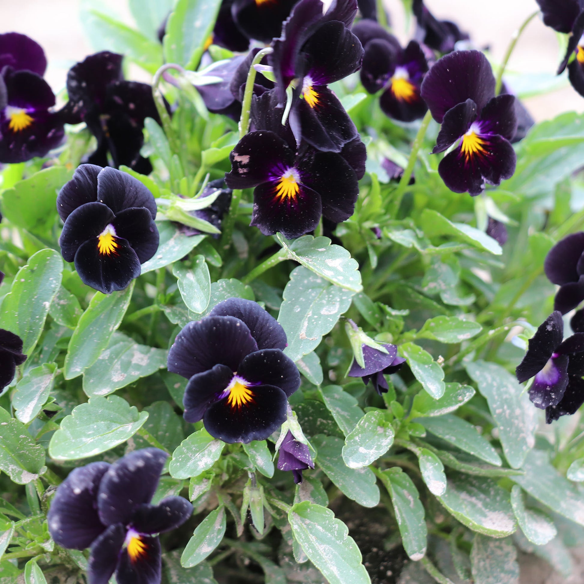 Black Pansies Seeds