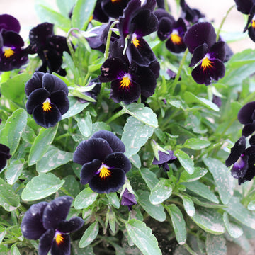 Black Pansies Seeds