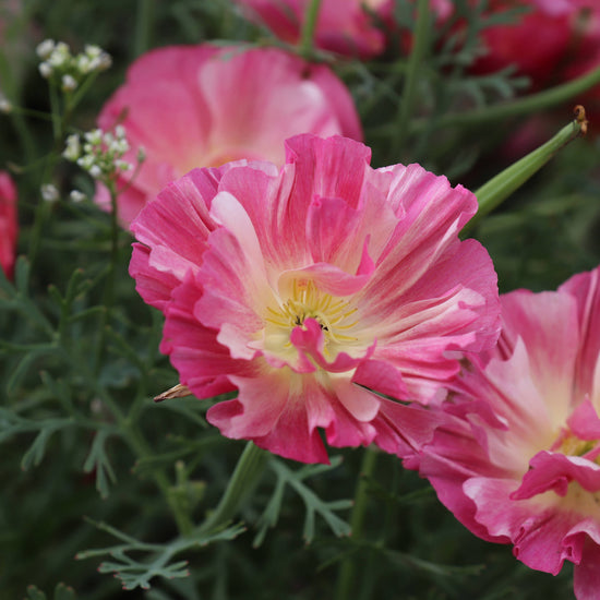 Thai Silk Poppy Seeds