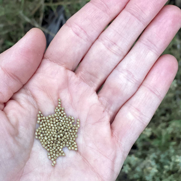 Broccoli Belstart Seed Size