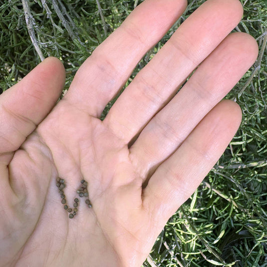 Broccoli Bobby Seeds