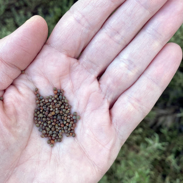 Brussel Sprouts Groninger Seeds