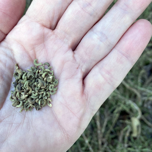 Calendula Bulls Eye Seeds Size