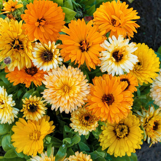 CalendulaFiestaGitanaMixSeed