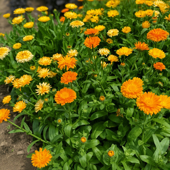 CalendulaFiestaGitanaMixSeeds