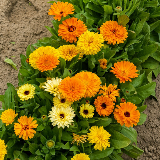 CalendulaFiestaGitanaSeeds