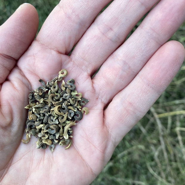 Calendula Ivory Princess Seeds Size