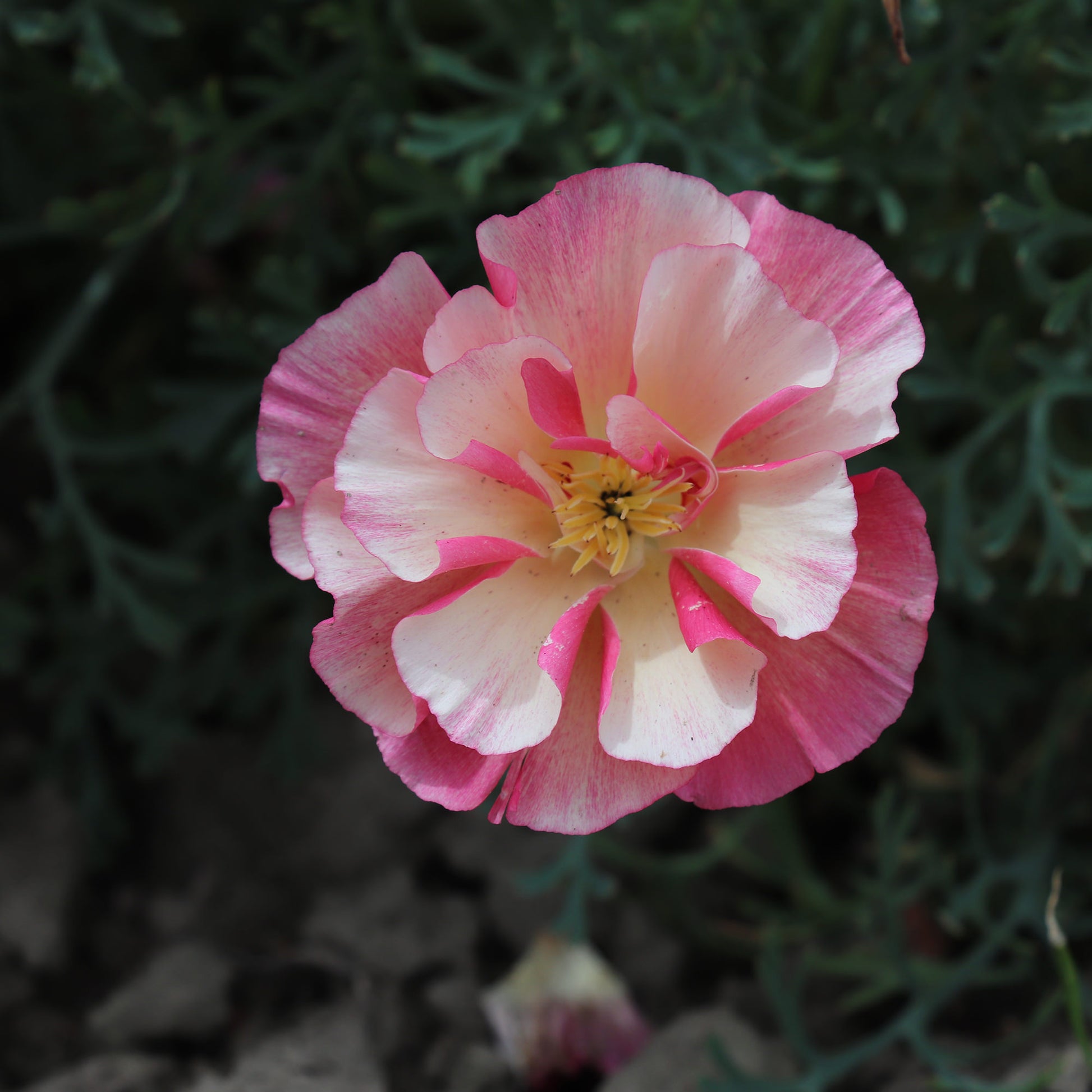California Poppy Seeds