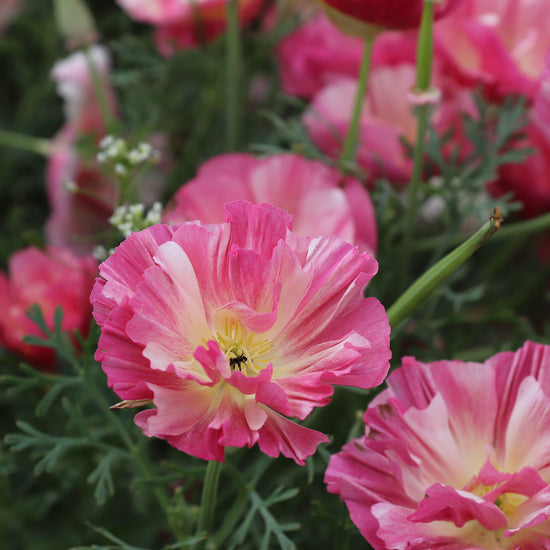 California Poppy Appleblosso Chiffon