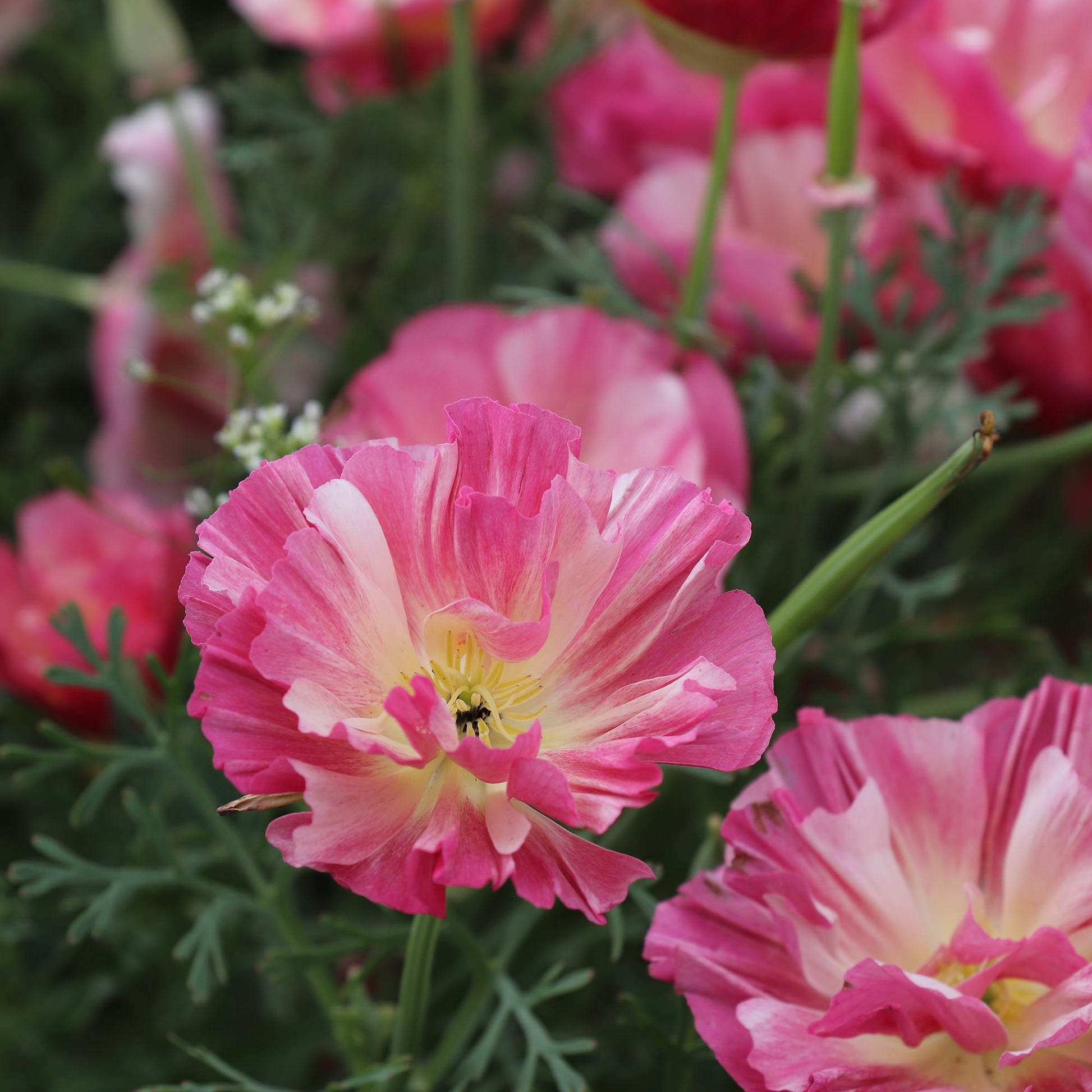 California Poppy Appleblosso Chiffon