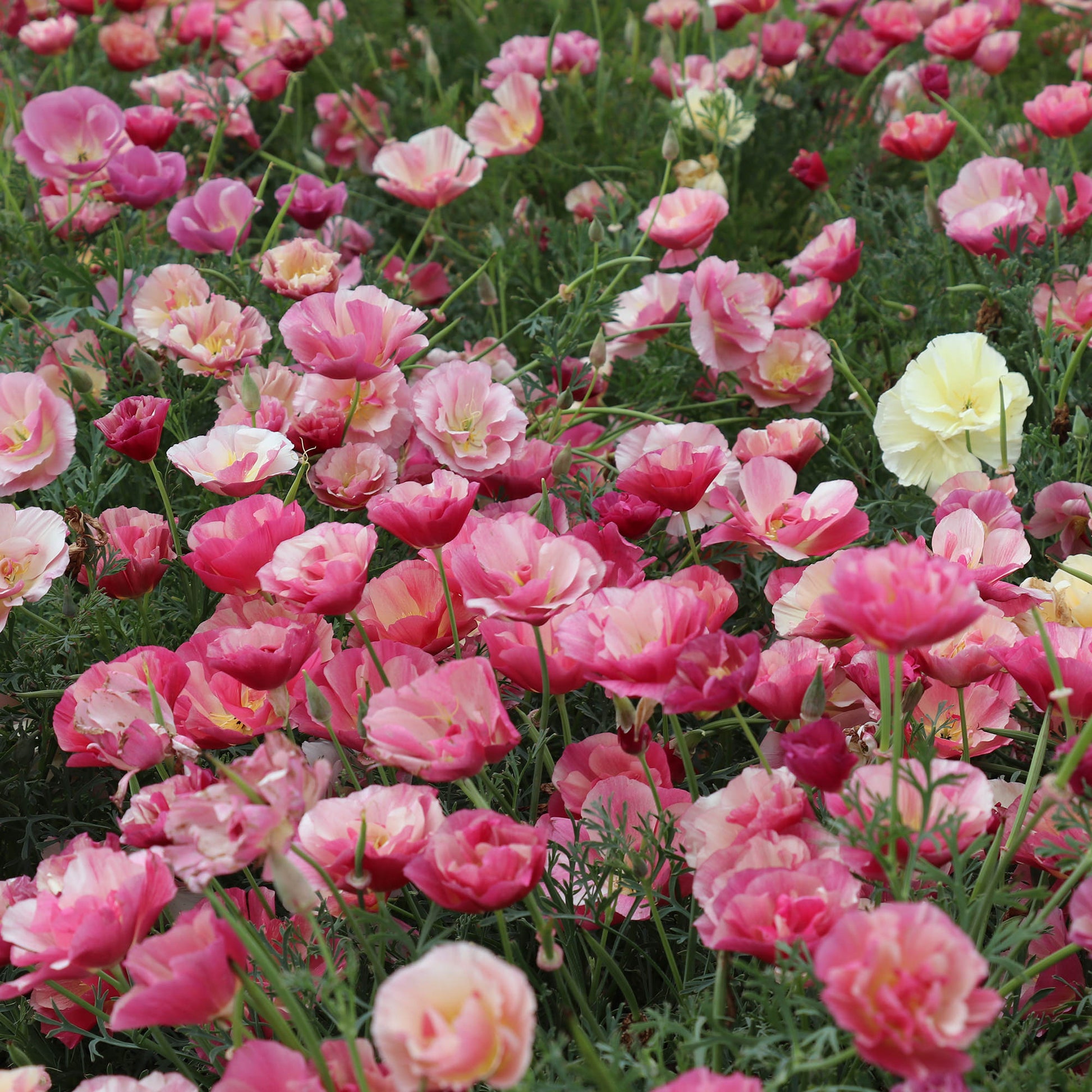 Eschscholtzia Appleblossom Chiffon Seed