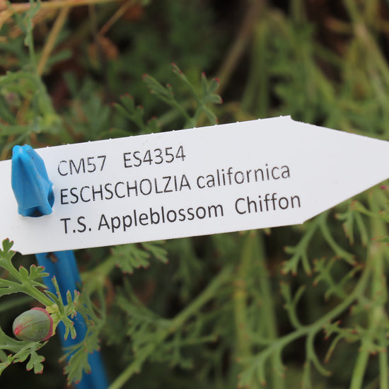 Eschscholzia Thai Silk Appleblossom Seeds