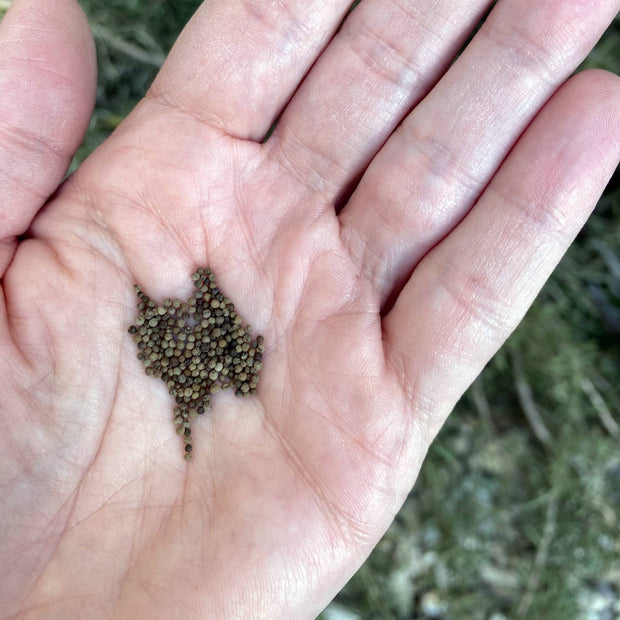 California Poppy Seeds Size