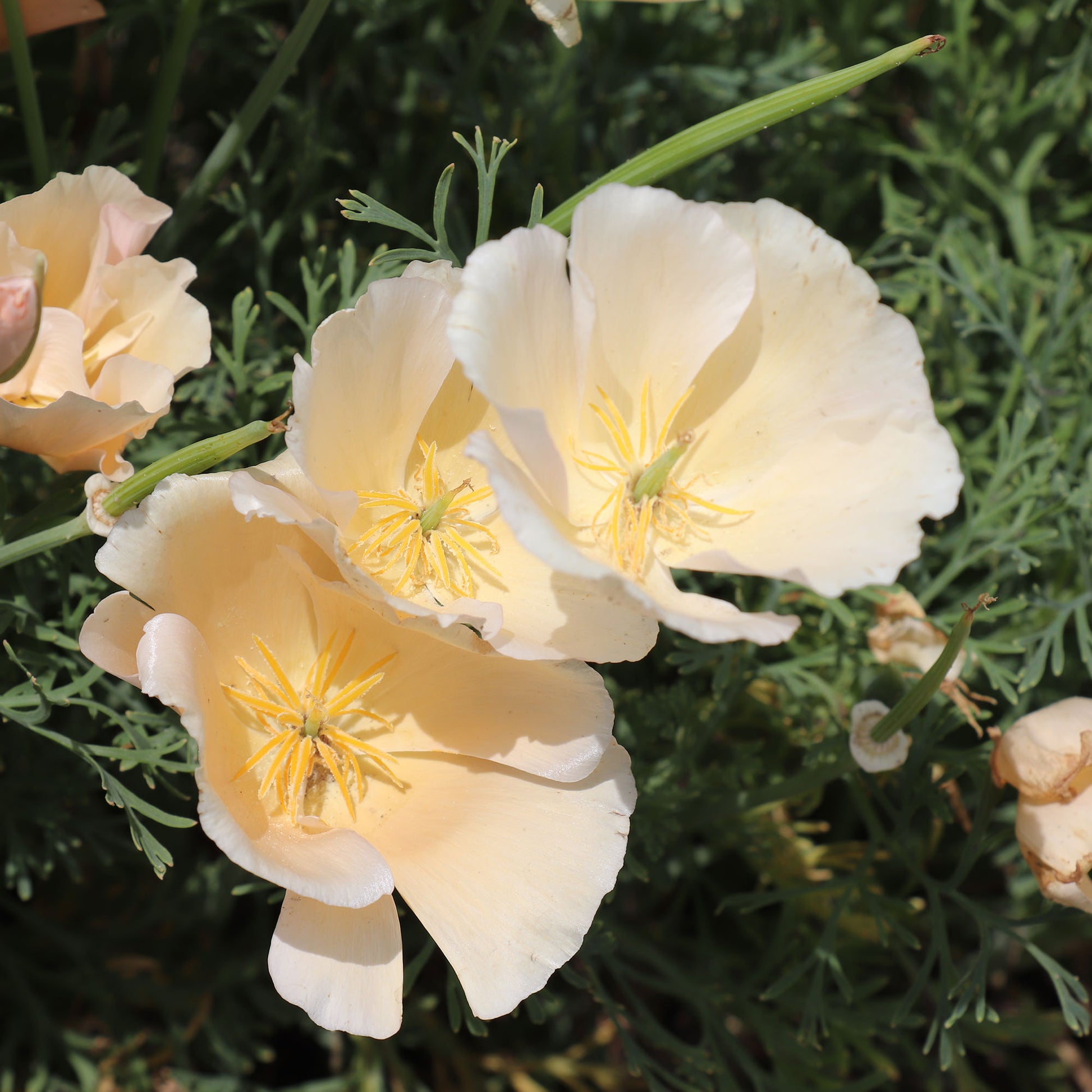 California Poppy Pink Champagne Seeds