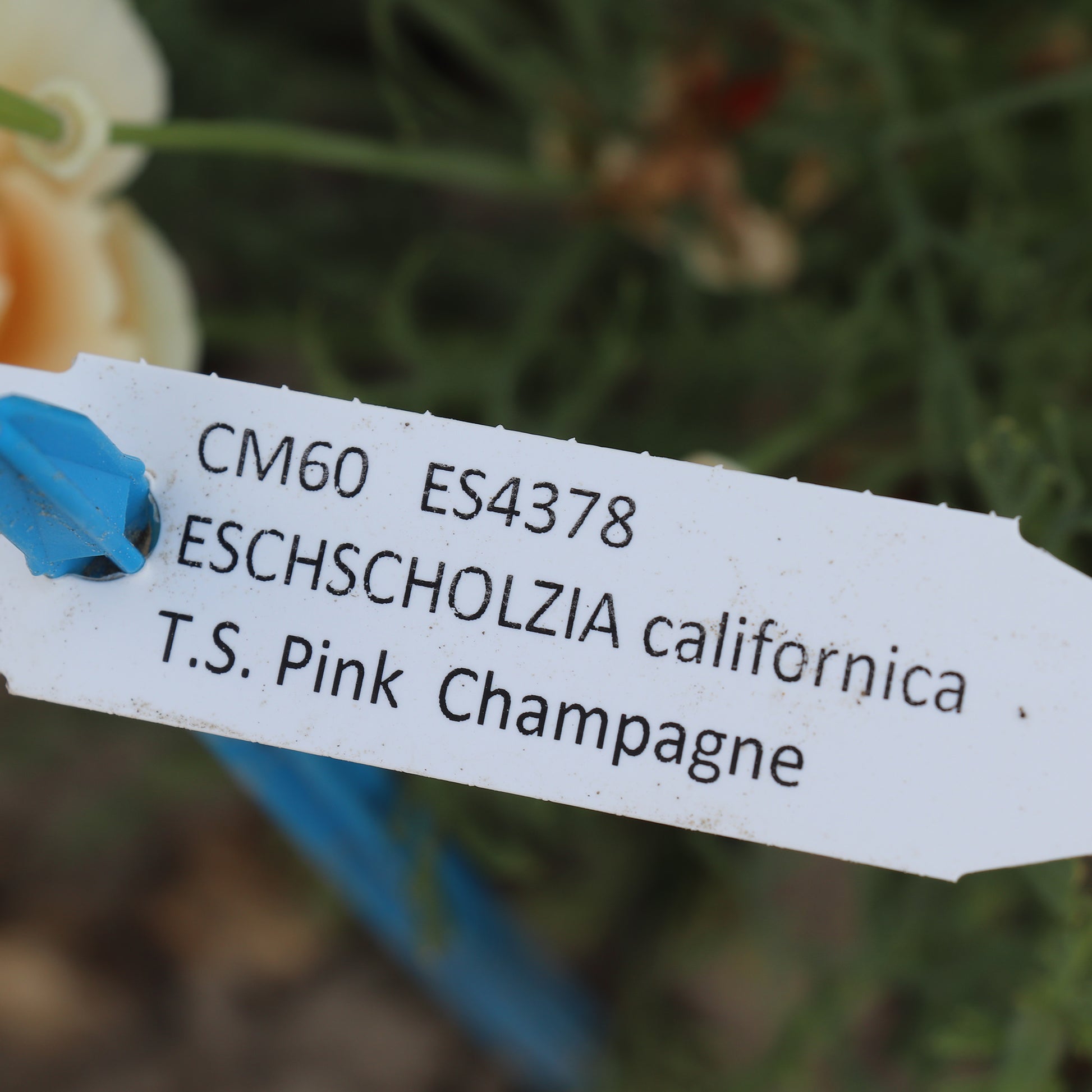 California Poppy Thai Silk Pink Champagne Seed