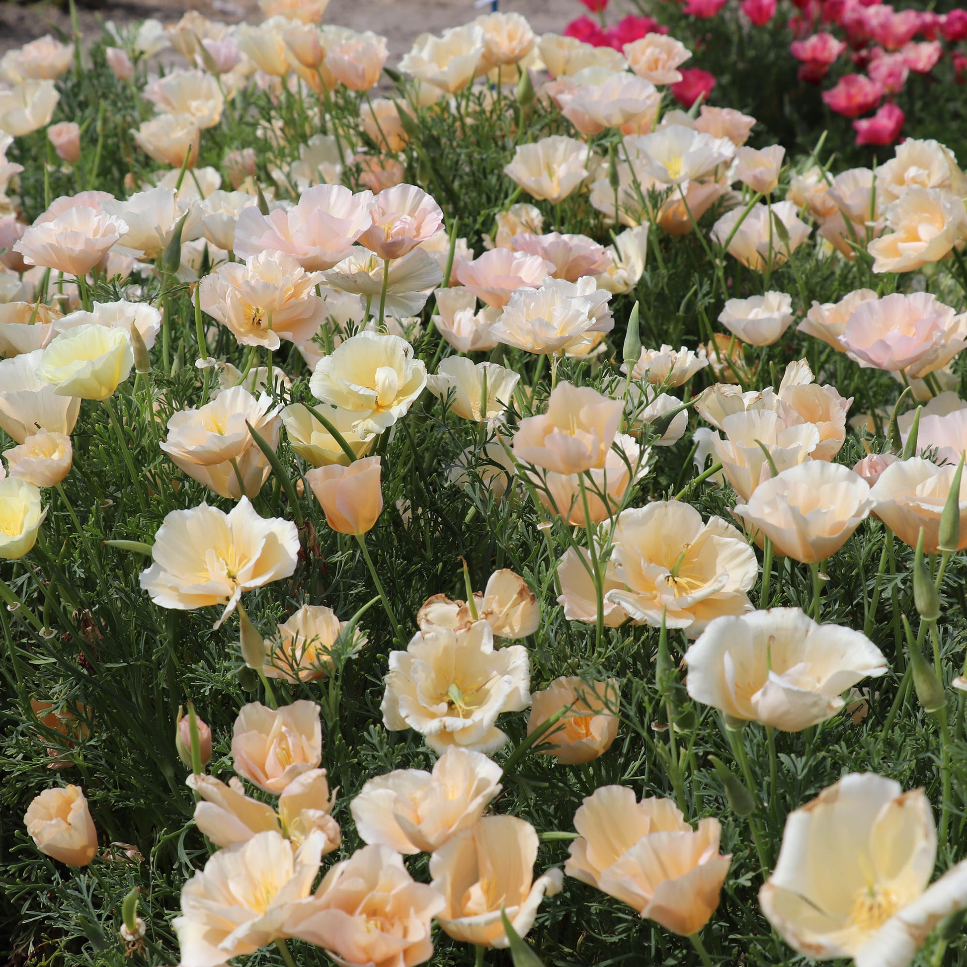 California Poppy Thai Silk Seeds