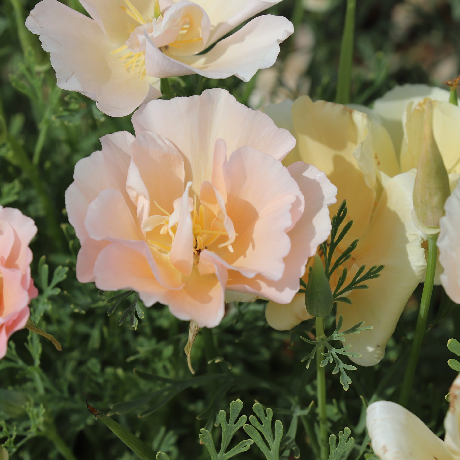 California Poppy Thai Silk Pink Champagne Seeds