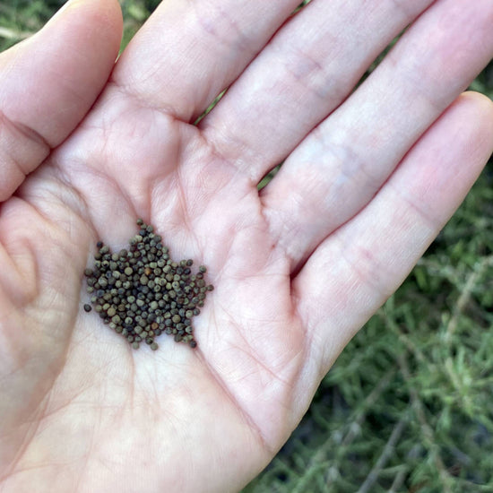 California Poppy Seeds