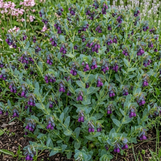 Cerinthe Pride of Gibraltar Seed