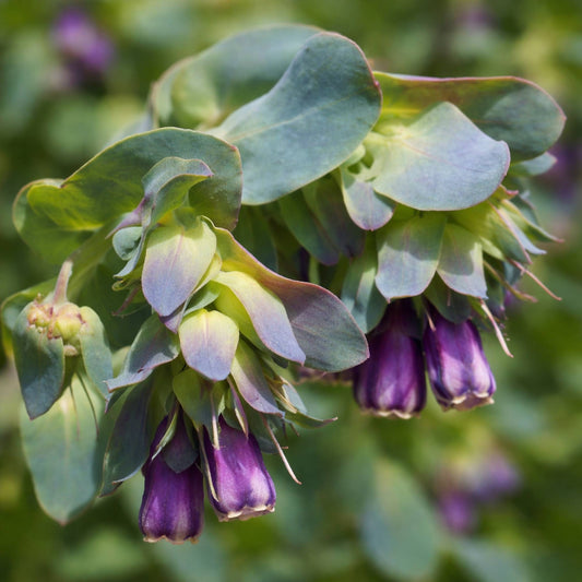 Cerinthe Pride of Gibraltar Seeds