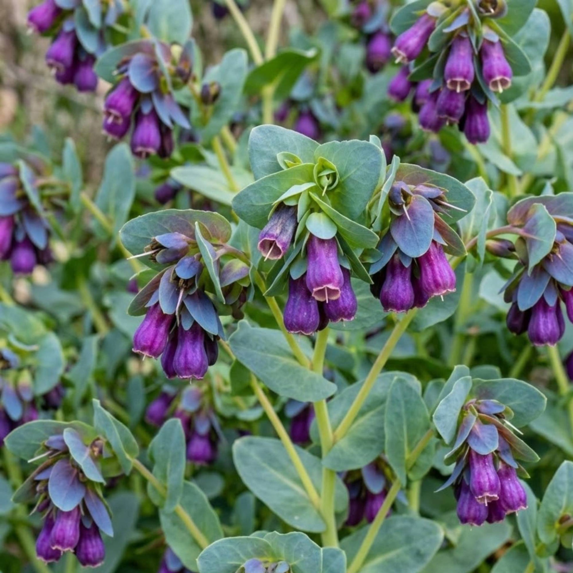 Cerinthe Seed - Pride of Gibraltar