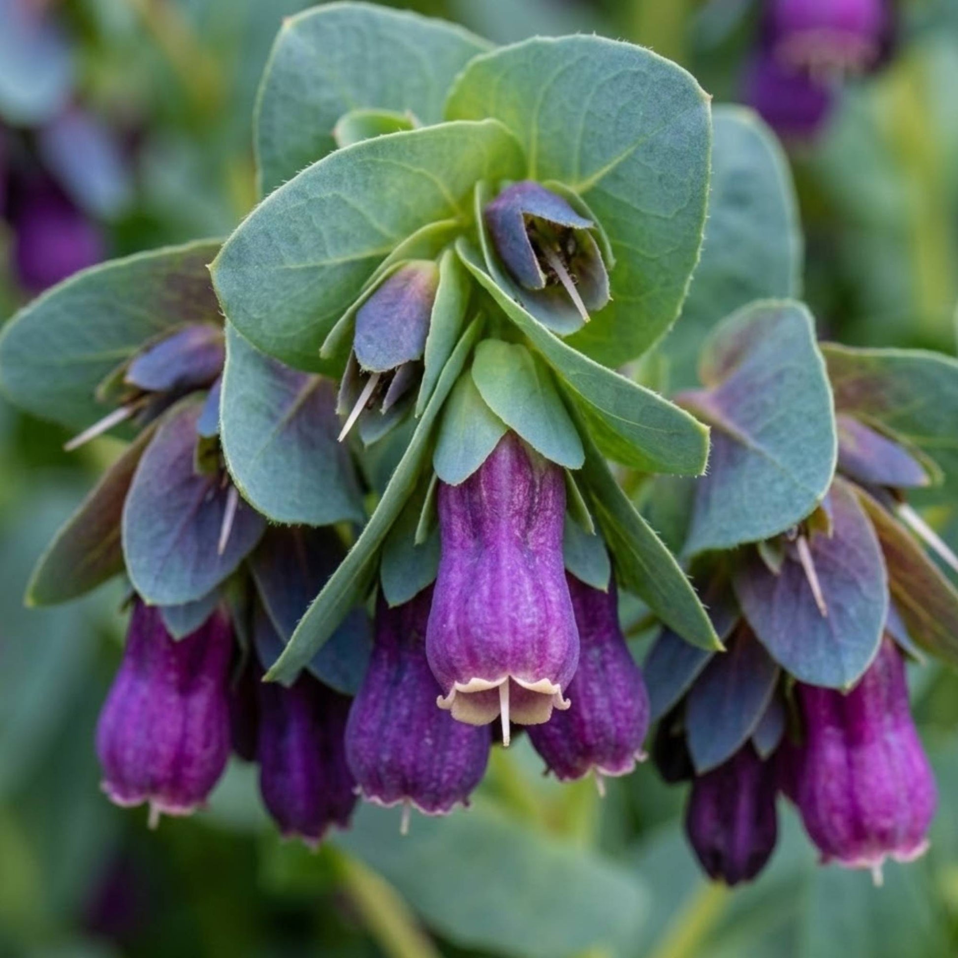 Cerinthe Seeds Pride of Gibraltar