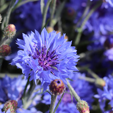 Cornflower Blue Boy