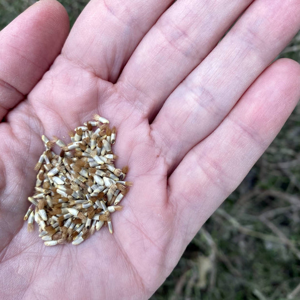 Cornflower Blue Seeds Size