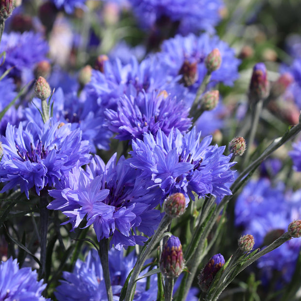 Kornblumenblauer Junge